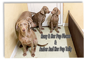 Weimaraner-Mothers-With-Their-Pups