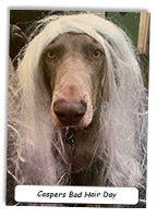 A-Weimaraners-Bad-Hair-Day
