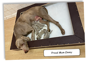 Proud-Mum-Emmy-With-Her-Weimaraner-Pups