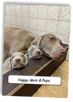 Happy-Weimaraner-Mum-And-Pups