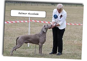 Kalimor-Accolade