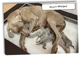 Roxys-Whelped