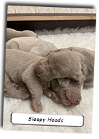 Sleepy-Head-Weimaraner-Pups