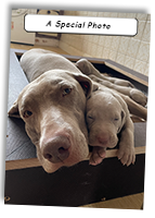 A-Special-Photo-Weimaraner-Mum-And-Pup