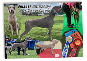 Enjager-Harmony-With-Brownbank-Crufts-2022-Winner