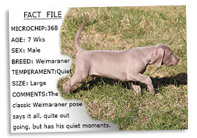 Weimaraner-Puppy-Profile-Microchip-No-368