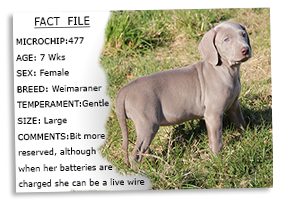 Weimaraner-Puppy-Profile-Microchip-No-477