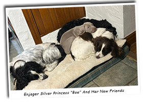 Enjager-Silver-Princess-After-Leaving-The-Litter