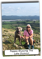 Weimaraner-Poppey-In-The-Lake-District