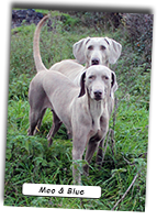 Moo-And-Blue-Weimaraner-Best-Friends