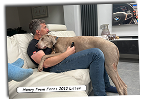Henry-From-Ferns-2023-Litter