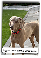 Jagger-From-Emeralds-2022-Puppy-Litter