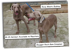Enjager-Rock-Gem-Dreamer-Meets-Kalimor-Accolade-to-Raystans