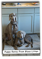 Puppy-Ronny-From-Blues-Litter