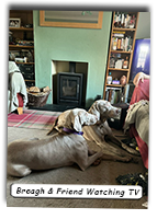 Breagh-And-Weimaraner-Friend-Watching-Tv