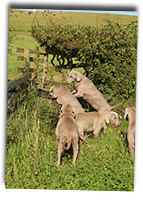 Enjager-Group-Photo-By-A-Water-Trough