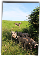 Our-Weimaraners-Out-For-A-Walk