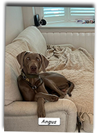 Weimaraner-Angus