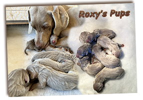 Roxys-Whelped-2024