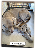 A-Tired-Weimaraner-Roxy-After-Whelping