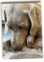 Roxy-Hugging-One-Of-Her-Pups
