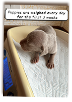 Weighing-Roxys-Weimaraner-Puppies