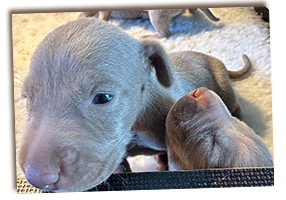 Roxys-Weimaraner-Pups-Say-Hello