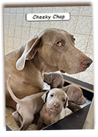 Cheeky-Chap-Weimaraner-Puppy