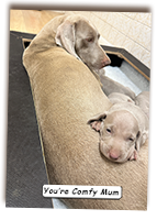 Comfy-Weimaraner-Puppy