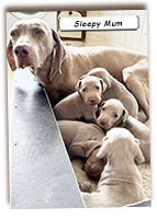 Sleepy-Weimaraner