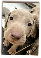 Weimaraner-Puppy-Says-Hello