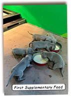 First-Supplementary-Feed
