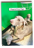 Inquisitive-Weimaraner-Puppies