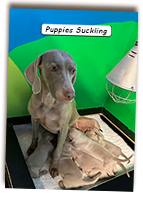 Weimaraner-Puppies-Suckling