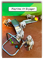 Playtime-At-Enjager