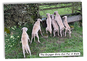 Enjager-Weimaraner-Out-For-A-Walk