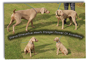 Enjager-Flower-Meets-Sireva-Emeyefive