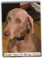 Enjager-Signs-Of-Spring-Clover