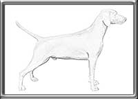 Weimaraner-Drawing-Show-Stance-Image