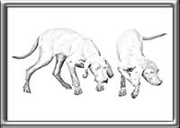 Weimaraner-Drawing-Two-Pups